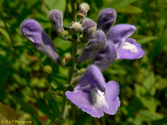 {Scutellaria integrifolia}